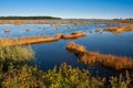 Salt marsh