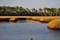 Salt Marsh