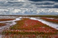 Salt Marsh with common Glasswort resp,Salicornia europaea on Eiderstedt Peninsula at North Sea,North Frisia,Wattenmeer National