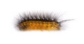 salt marsh moth or acrea moth caterpillar - Estigmene acrea - isolated on white background side view