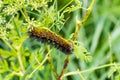 Salt Marsh Moth caterpillar Estigmene acrea eating the leaves of an yarrow flower, California