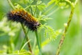 Salt Marsh Moth caterpillar Estigmene acrea eating the leaves of an yarrow flower, California