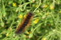 Salt Marsh Moth caterpillar Estigmene acrea on a green plant with small yellow flowers, California