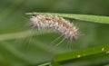 Salt marsh moth caterpillar (Estigmene acrea) insect dead on plant.