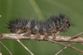 Salt marsh moth caterpillar (Estigmene acrea) insect dead on plant stem.