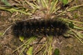 Salt marsh moth caterpillar (Estigmene acrea) insect droppings.