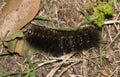 Salt marsh moth caterpillar (Estigmene acrea) insect eating dead leaves on ground.
