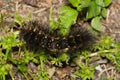 Salt marsh moth caterpillar (Estigmene acrea) insect eating plants.