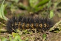 Salt marsh moth caterpillar (Estigmene acrea) insect ground level.