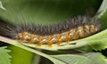 Salt marsh moth caterpillar (Estigmene acrea) insect on plant.