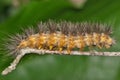 Salt marsh moth caterpillar (Estigmene acrea) insect on plant stem.