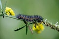 Salt Marsh Moth Caterpillar of Order Lepidoptra in Butterflies and Moths