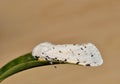 Salt Marsh moth (Estigmene acrea) male on a leaf, side view with copy space.