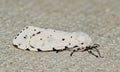 Salt Marsh moth (Estigmene acrea) male on a sidewalk, side view with copy space.
