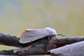 Salt Marsh moth on loose tree bark. Royalty Free Stock Photo