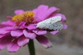 Salt Marsh Moth on Pink Zinnia Flower. Estigmene acrea Rural East Texas Royalty Free Stock Photo