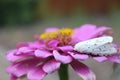 Salt Marsh Moth on Pink Zinnia Flower. Estigmene acrea Rural East Texas Royalty Free Stock Photo