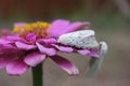 Salt Marsh Moth on Pink Zinnia Flower. Estigmene acrea Rural East Texas Royalty Free Stock Photo