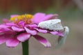Salt Marsh Moth on Pink Zinnia Flower. Estigmene acrea Rural East Texas Royalty Free Stock Photo
