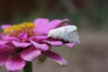 Salt Marsh Moth on Pink Zinnia Flower. Estigmene acrea Rural East Texas Royalty Free Stock Photo