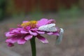 Salt Marsh Moth on Pink Zinnia Flower. Estigmene acrea Rural East Texas Royalty Free Stock Photo