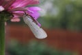 Salt Marsh Moth on Pink Zinnia Flower. Estigmene acrea Rural East Texas Royalty Free Stock Photo