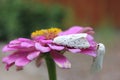 Salt Marsh Moth on Pink Zinnia Flower. Estigmene acrea Rural East Texas Royalty Free Stock Photo