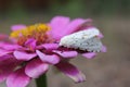 Salt Marsh Moth on Pink Zinnia Flower. Estigmene acrea Rural East Texas Royalty Free Stock Photo