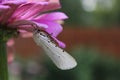 Salt Marsh Moth on Pink Zinnia Flower. Estigmene acrea Rural East Texas