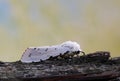 Salt Marsh moth on tree bark. Royalty Free Stock Photo