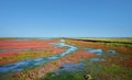 Salt Marsh,north Sea,North Frisia,Wattenmeer National Park,Germany