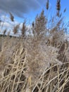 Salt marsh reeds beds in Essex