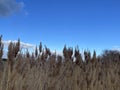 Salt marsh reeds beds in Essex