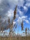 Salt marsh reeds beds in Essex