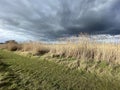 Salt marsh reeds beds in Essex