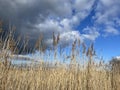 Salt marsh reeds beds in Essex