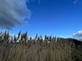 Salt marsh reeds beds in Essex