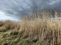 Salt marsh reeds beds in Essex