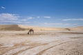 Salt marsh in the Sahara desert, with a one-humped camel in the background