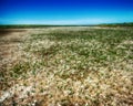 The salt marsh and Saltwort Royalty Free Stock Photo