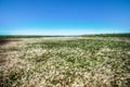 The salt marsh and Saltwort Royalty Free Stock Photo