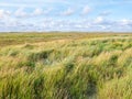 Salt marshes with sand couch and marram grass and sea lavender in nature reserve Boschplaat on island Terschelling, Netherlands Royalty Free Stock Photo