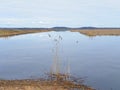 Salt Marshes during springtime on Plum Island Royalty Free Stock Photo