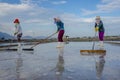 The salt people are raking salt in the salt field in Phan Rang Ninh Thuan, Vietnam