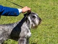 Salt and Pepper Miniature Schnauzer held by the hand of his owner Royalty Free Stock Photo