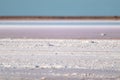 Salt pink lake surface under blue sunny sky