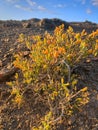 Salt plant Arthrocnemum on the Canary Island of Fuerteventura Royalty Free Stock Photo