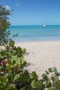 Sea Grape and Sailboat at Long Island, Bahamas Royalty Free Stock Photo