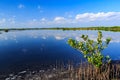 Salt pond with mangrove plants on West coast of Florida