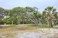 Salt Pruned Oak Trees